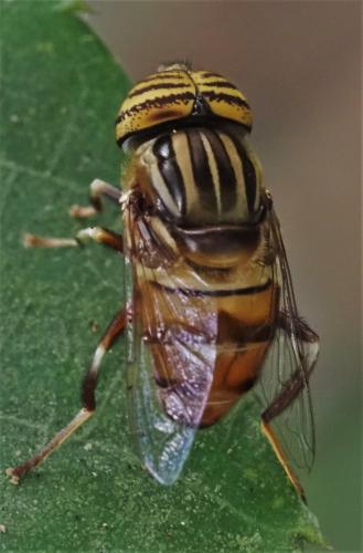 Eristalinus sp.